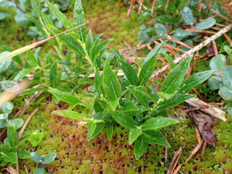 Northern Blueberry photo 5