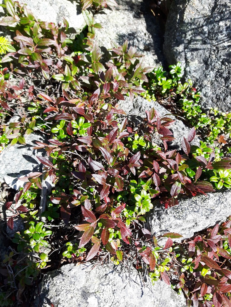 Northern Blueberry photo 6