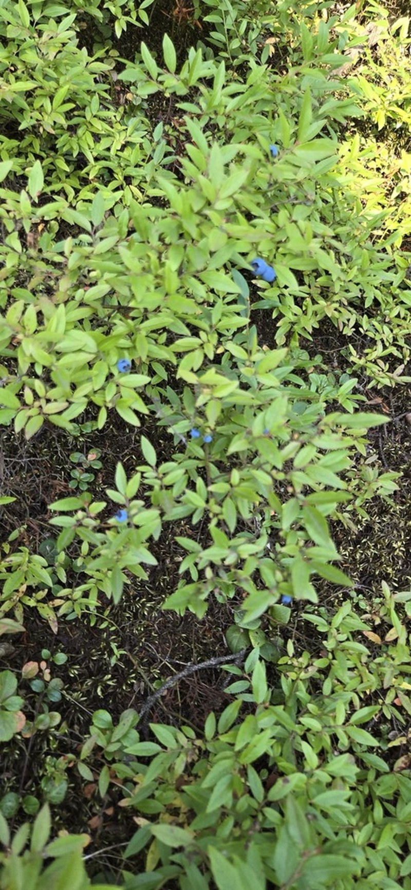 Northern Blueberry photo 7
