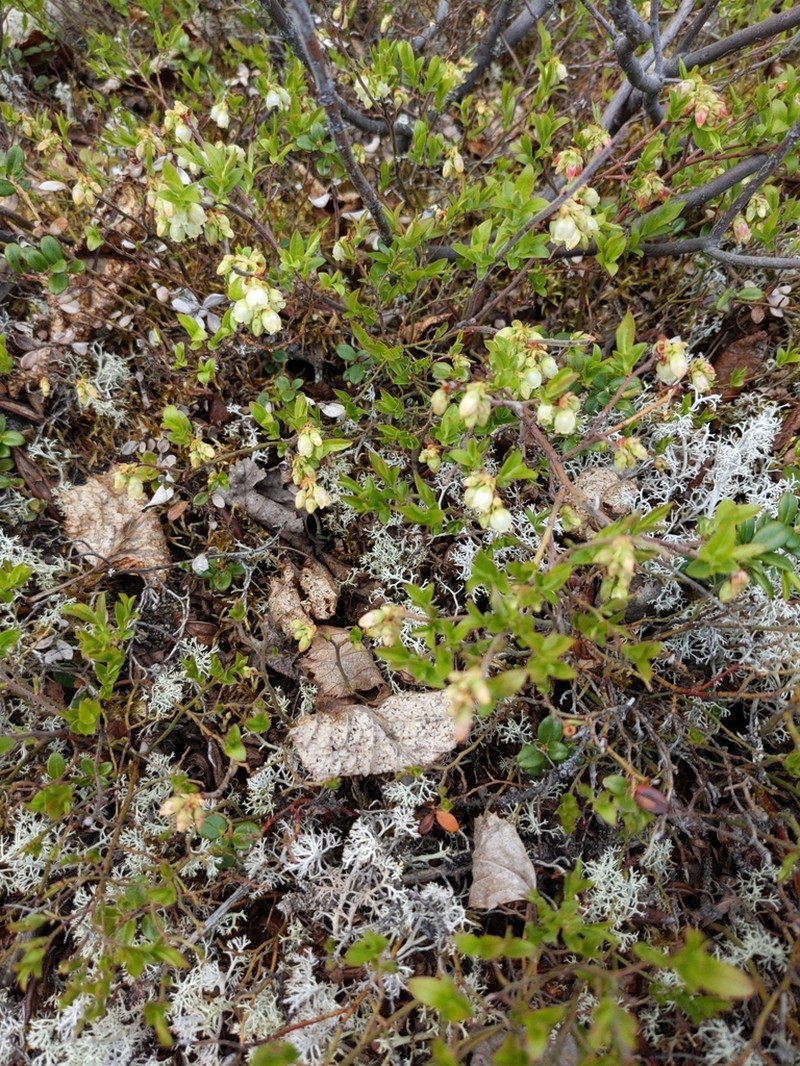 Northern Blueberry photo 8