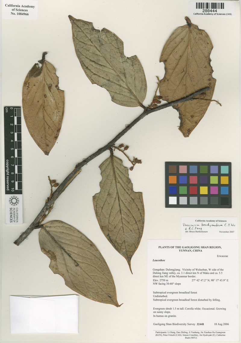 Vaccinium brachyandrum
