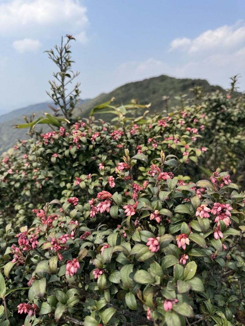 Vaccinium brachybotrys