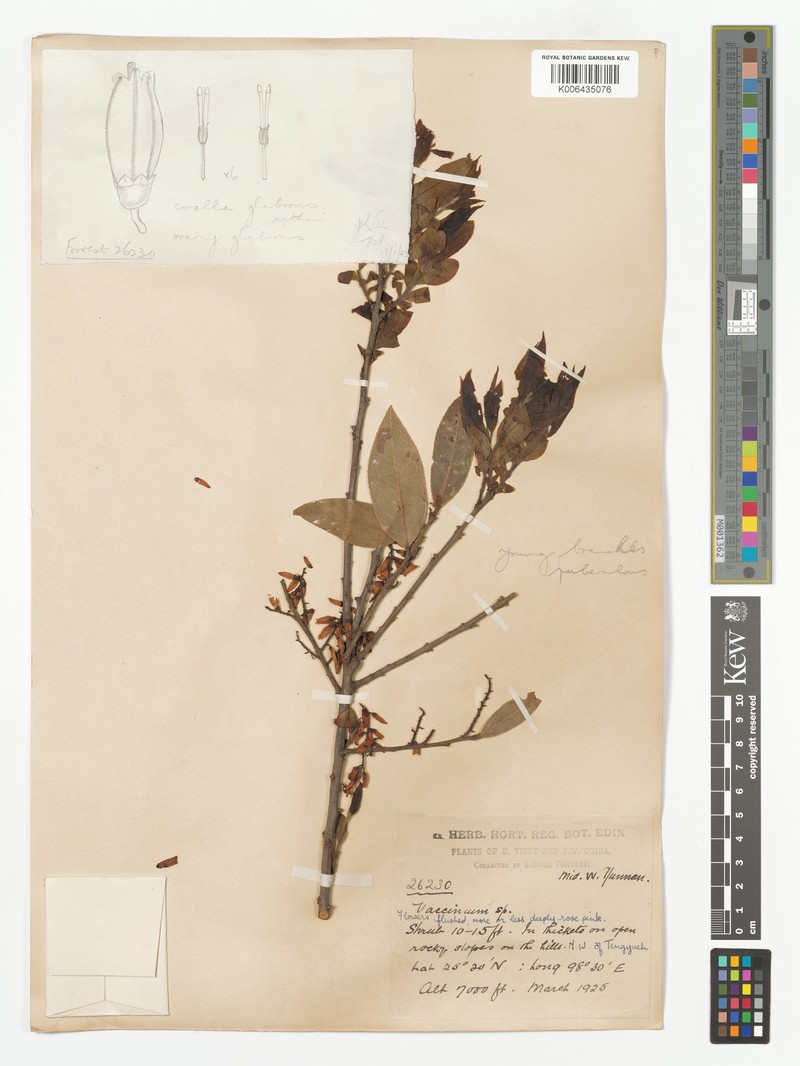 Vaccinium brachybotrys photo 2