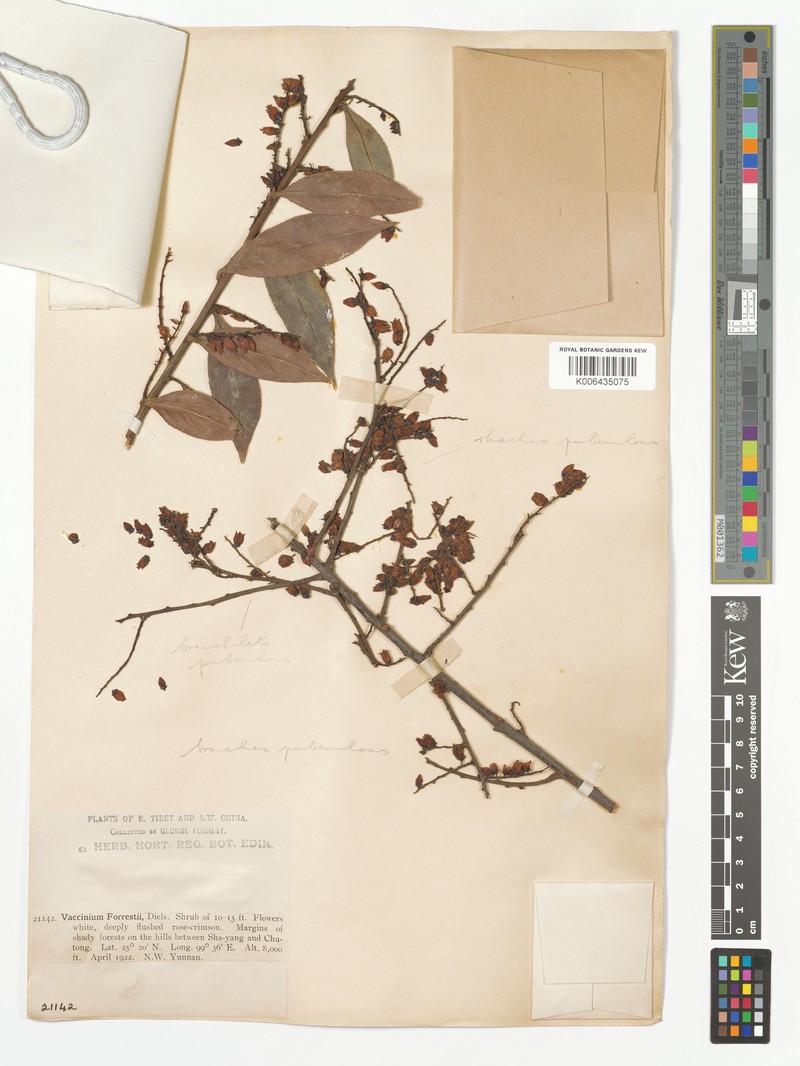 Vaccinium brachybotrys photo 3
