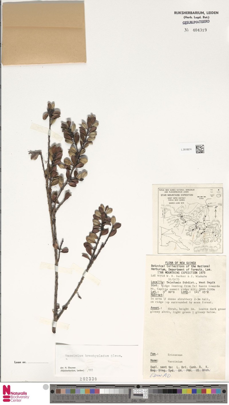 Vaccinium brachycladum