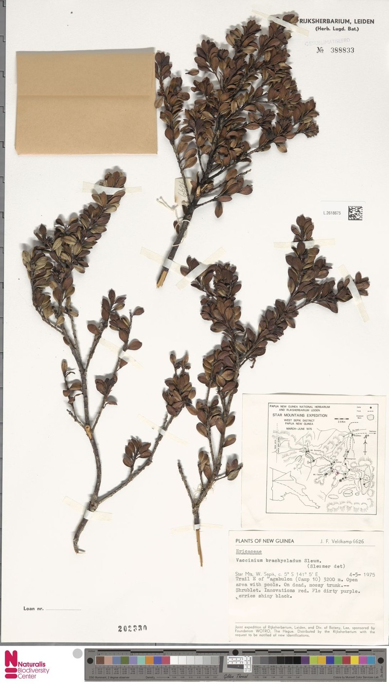 Vaccinium brachycladum photo 2