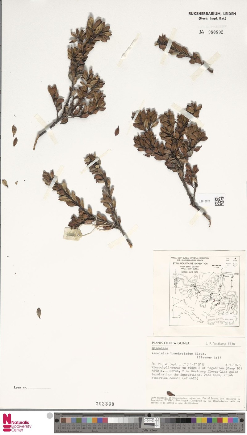 Vaccinium brachycladum photo 3