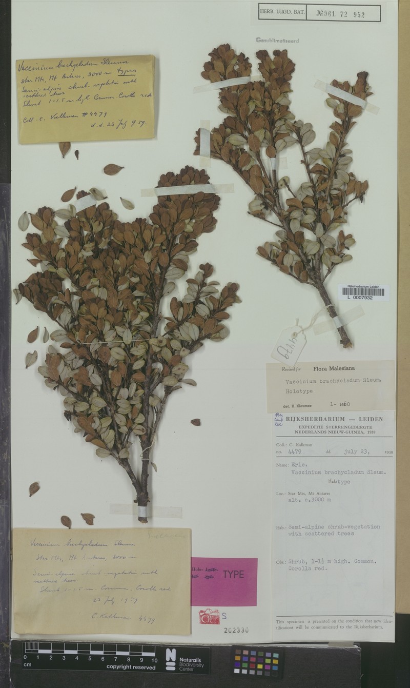 Vaccinium brachycladum photo 4