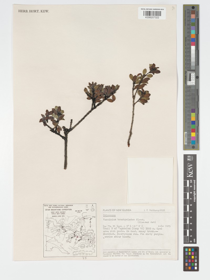 Vaccinium brachycladum photo 5