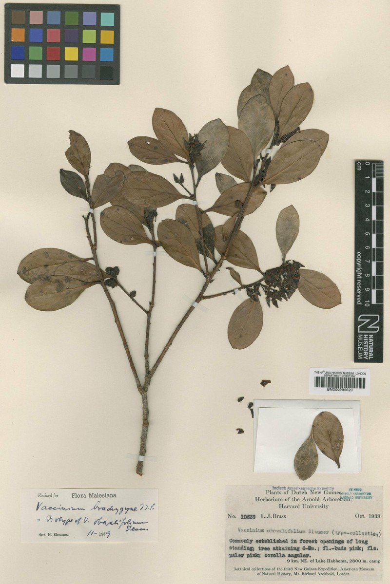 Vaccinium brachygyne