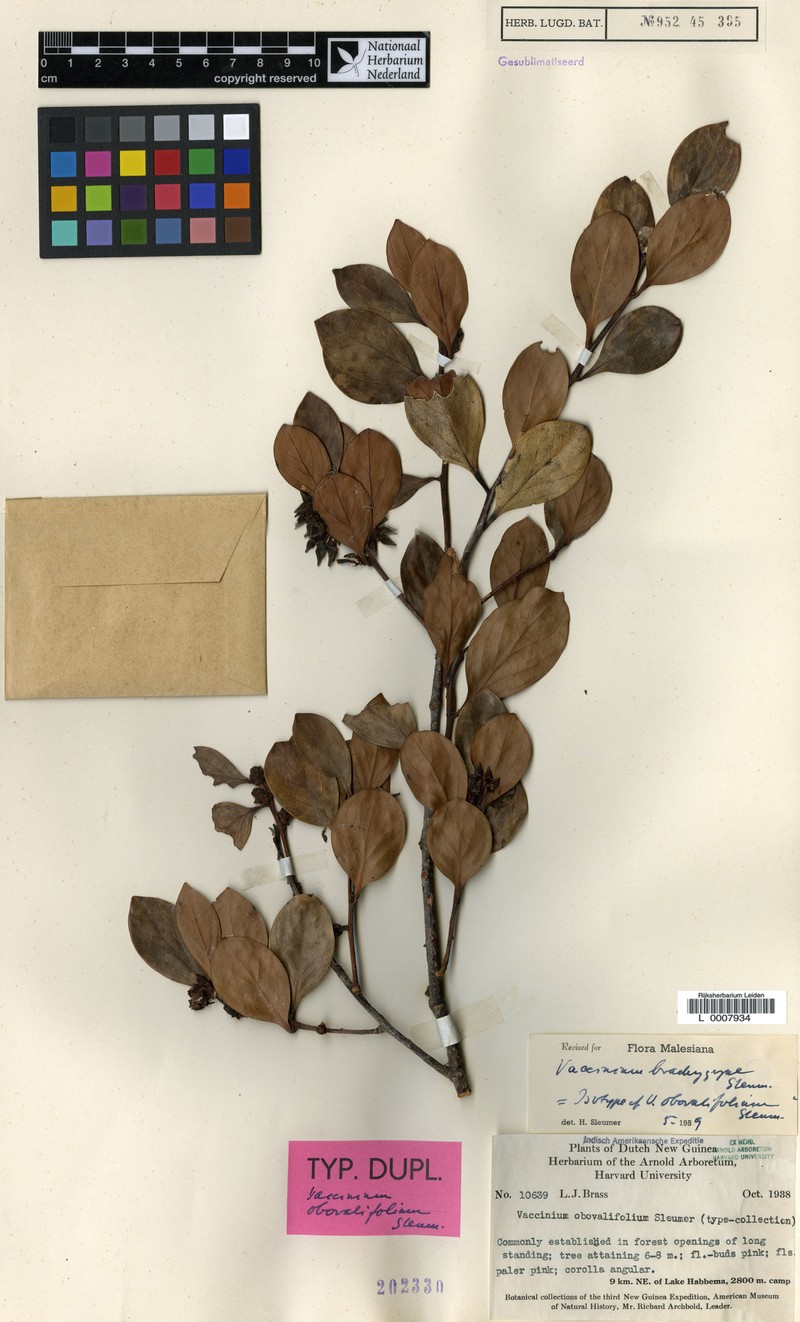 Vaccinium brachygyne photo 2