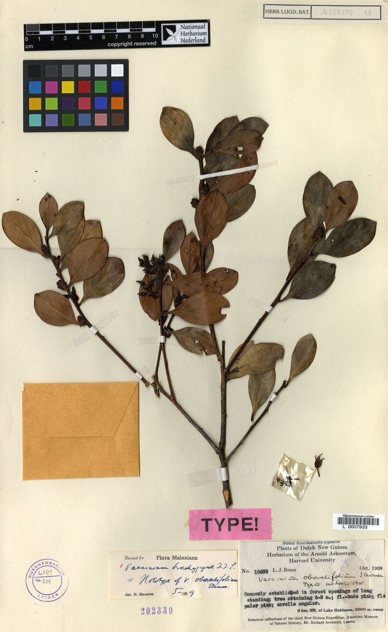 Vaccinium brachygyne photo 3