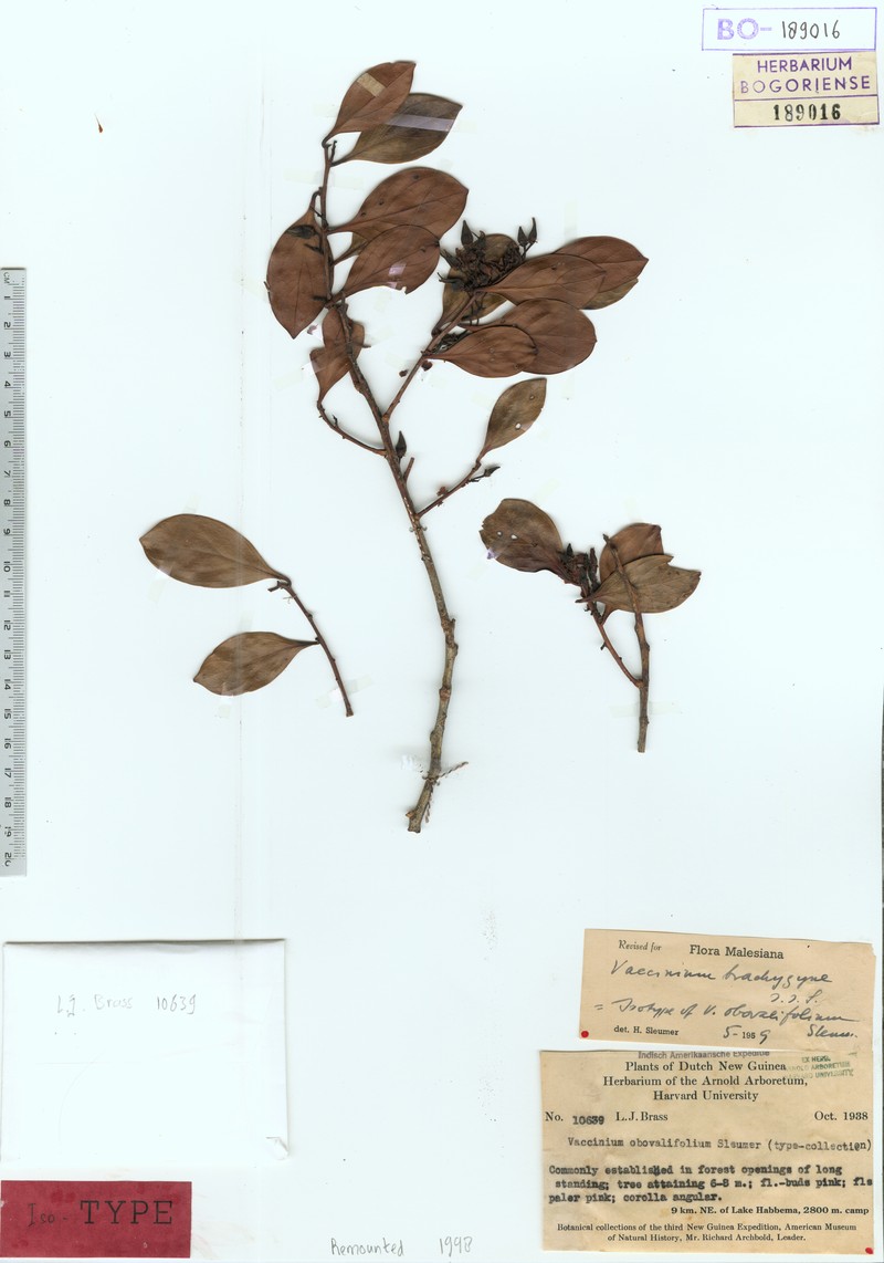 Vaccinium brachygyne photo 4