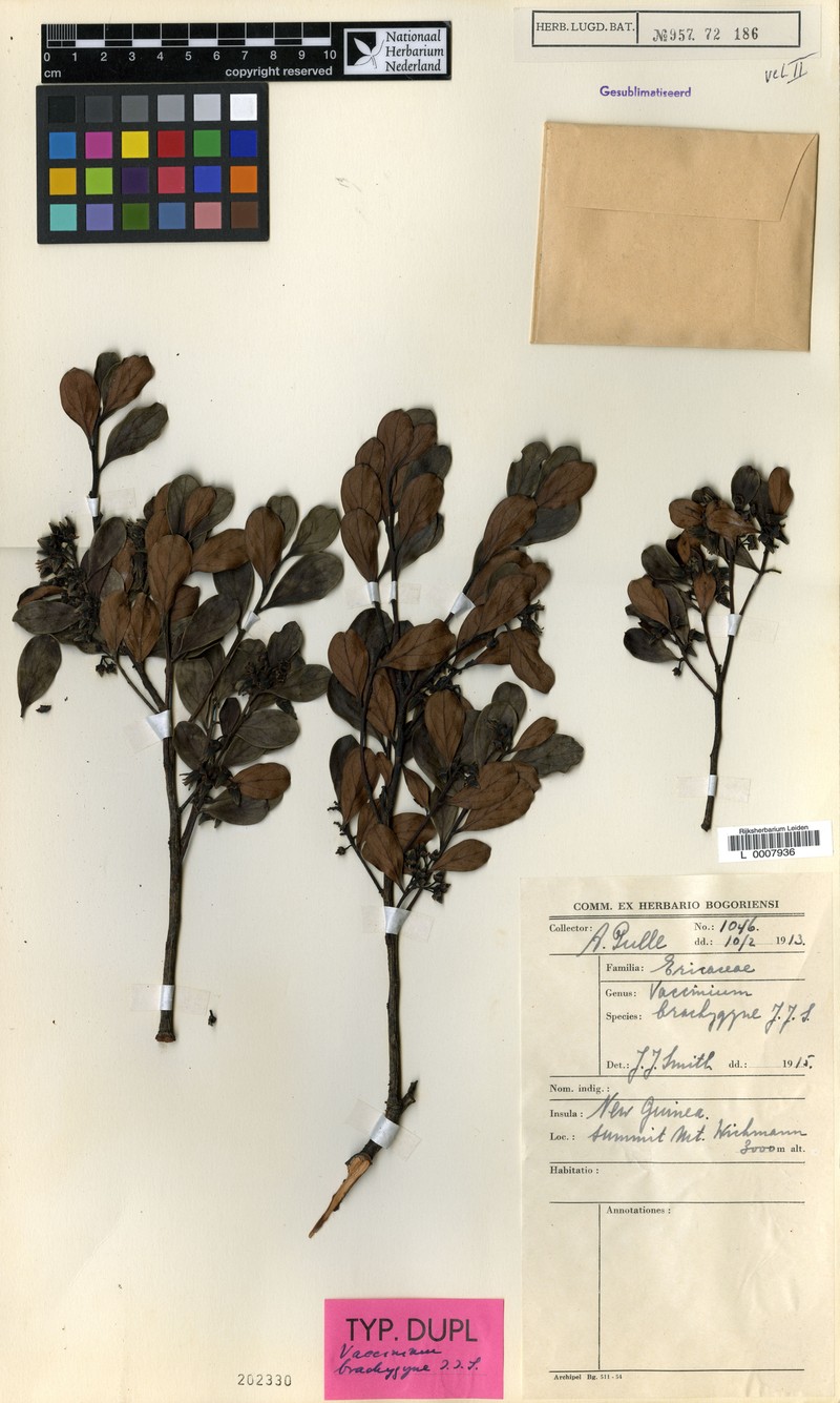 Vaccinium brachygyne photo 5