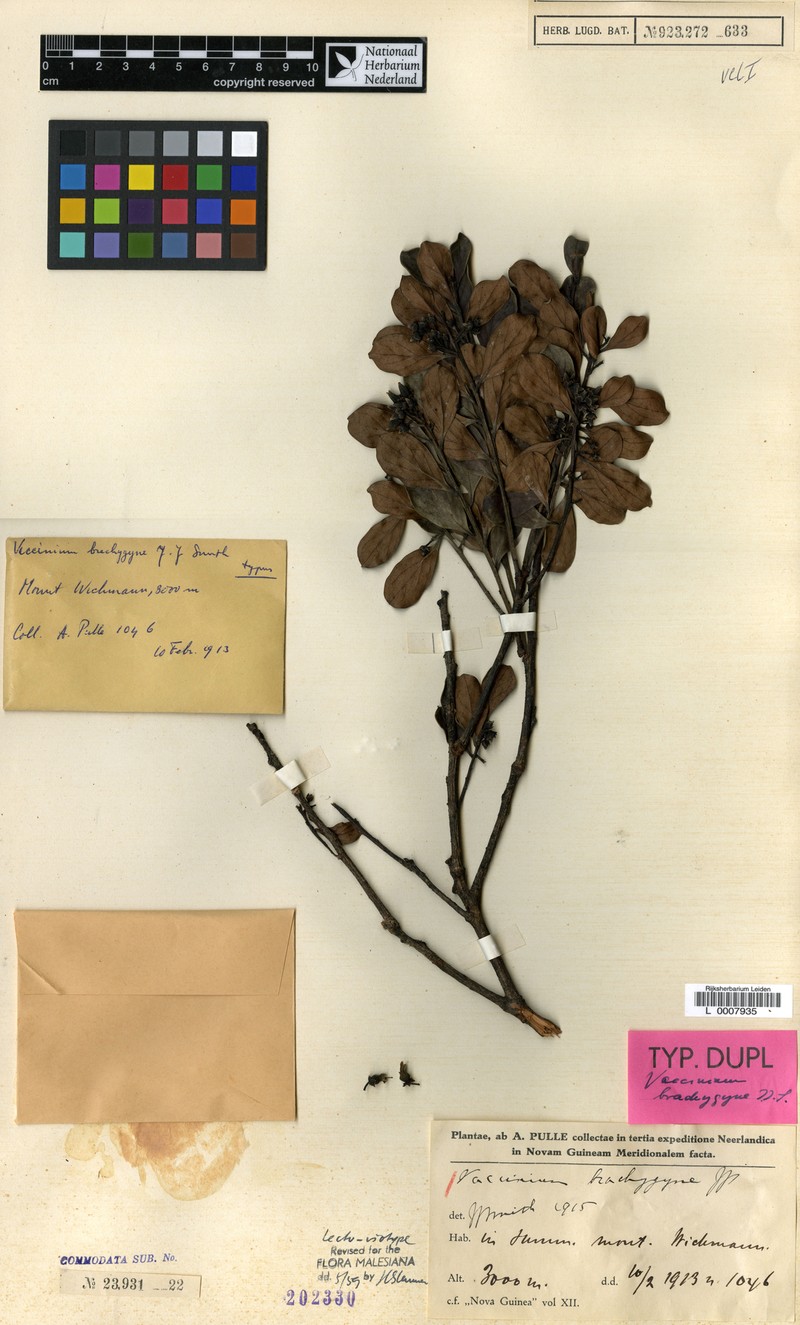 Vaccinium brachygyne photo 6
