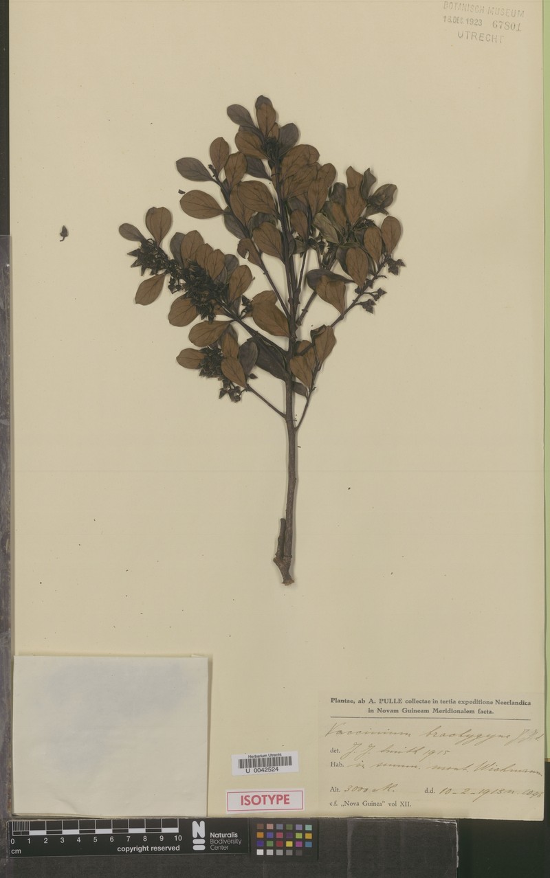Vaccinium brachygyne photo 7