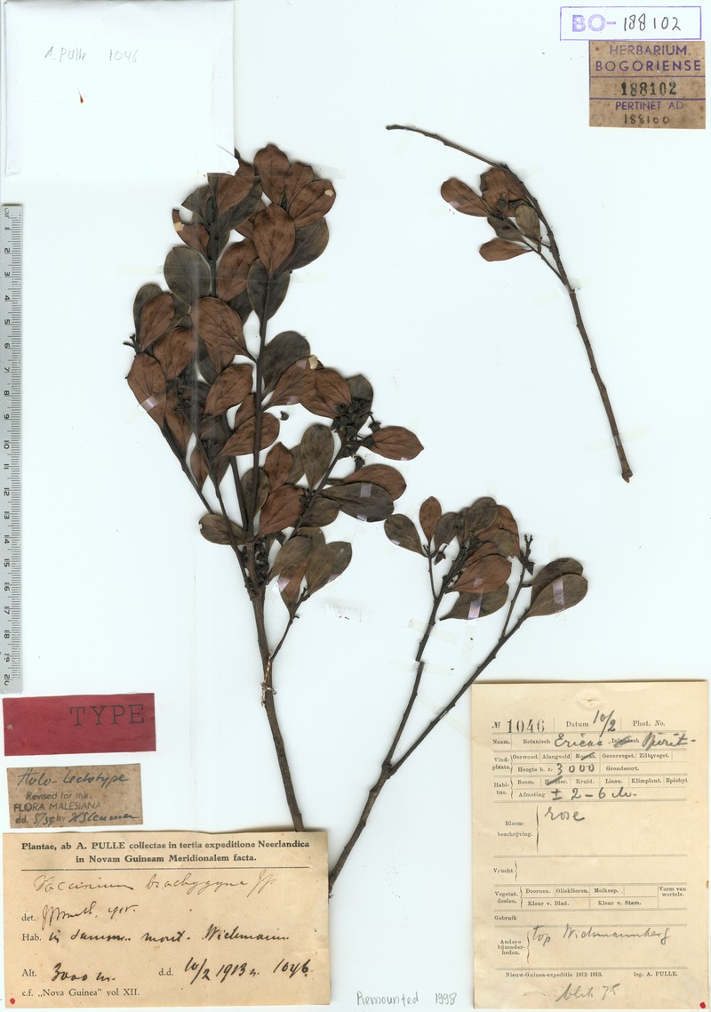 Vaccinium brachygyne photo 8