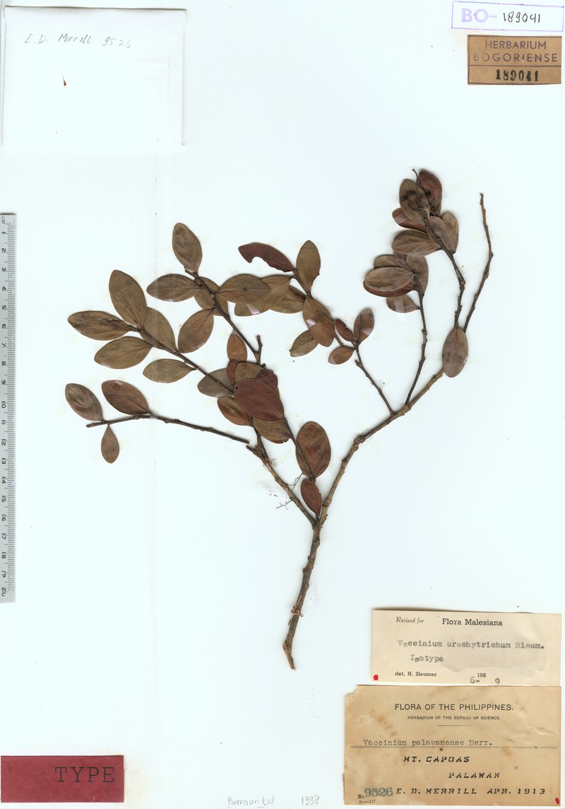 Vaccinium brachytrichum photo 2