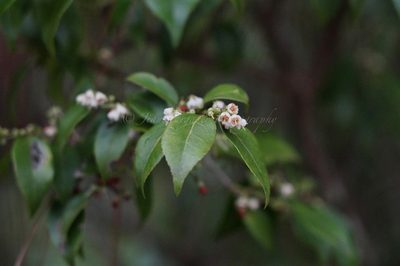 Sea Bilberry photo 2