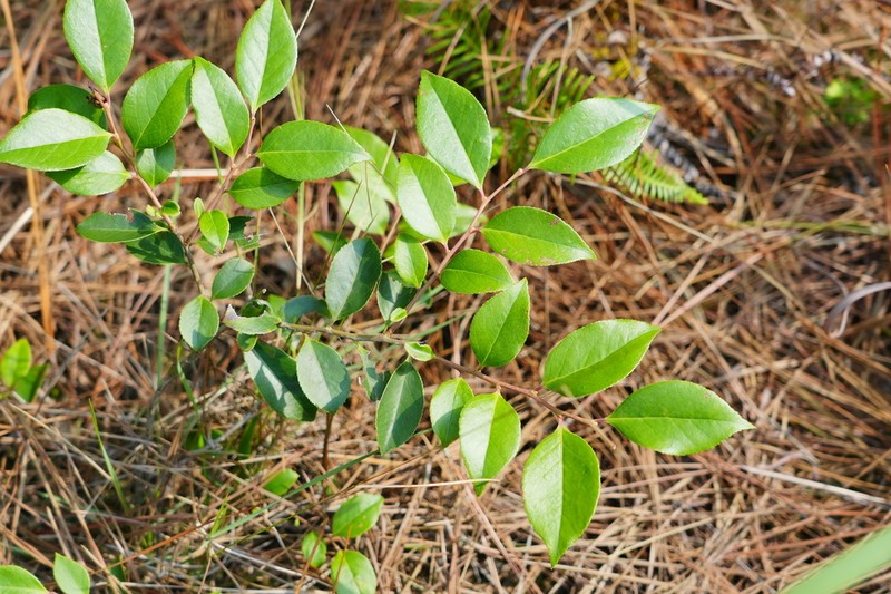 Sea Bilberry photo 3