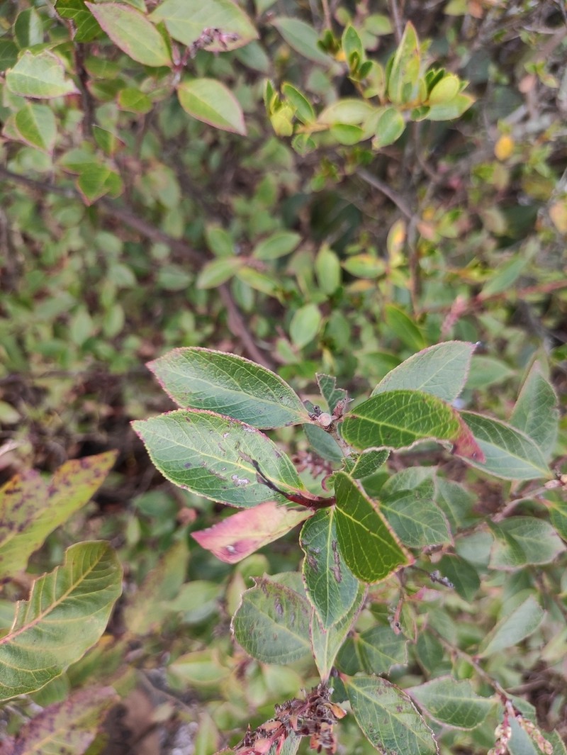 Sea Bilberry photo 4