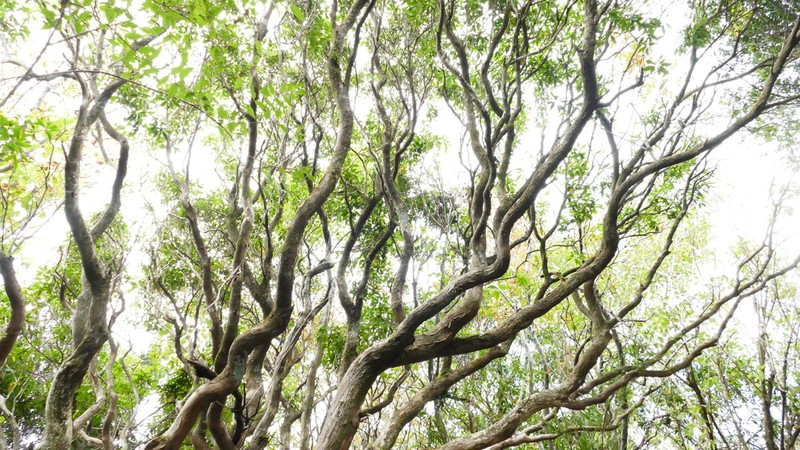Sea Bilberry photo 5
