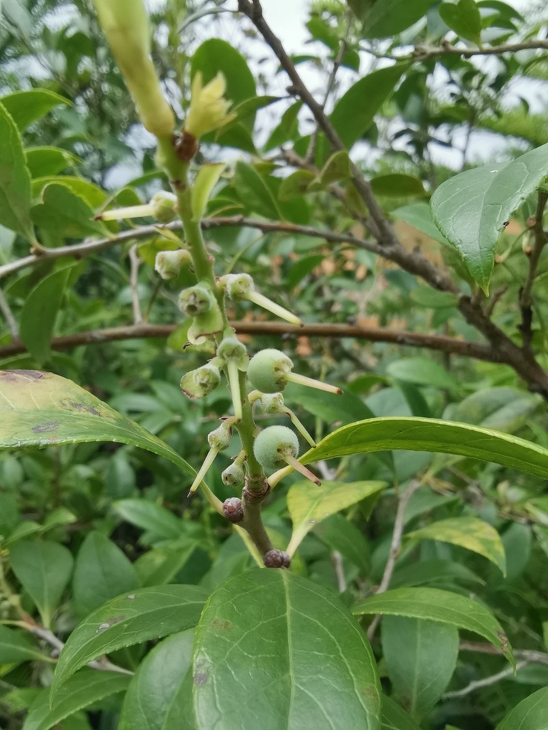 Sea Bilberry photo 6