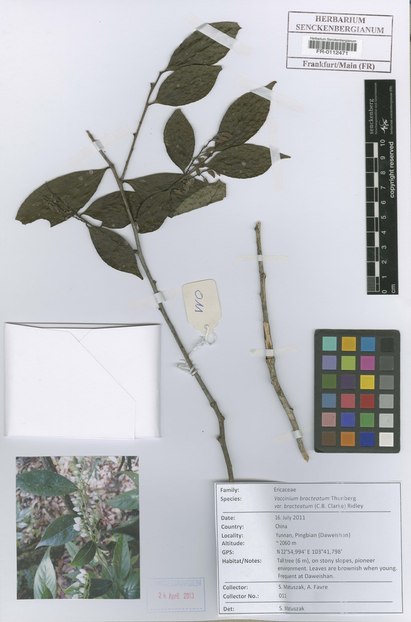 Vaccinium bracteatum var. bracteatum