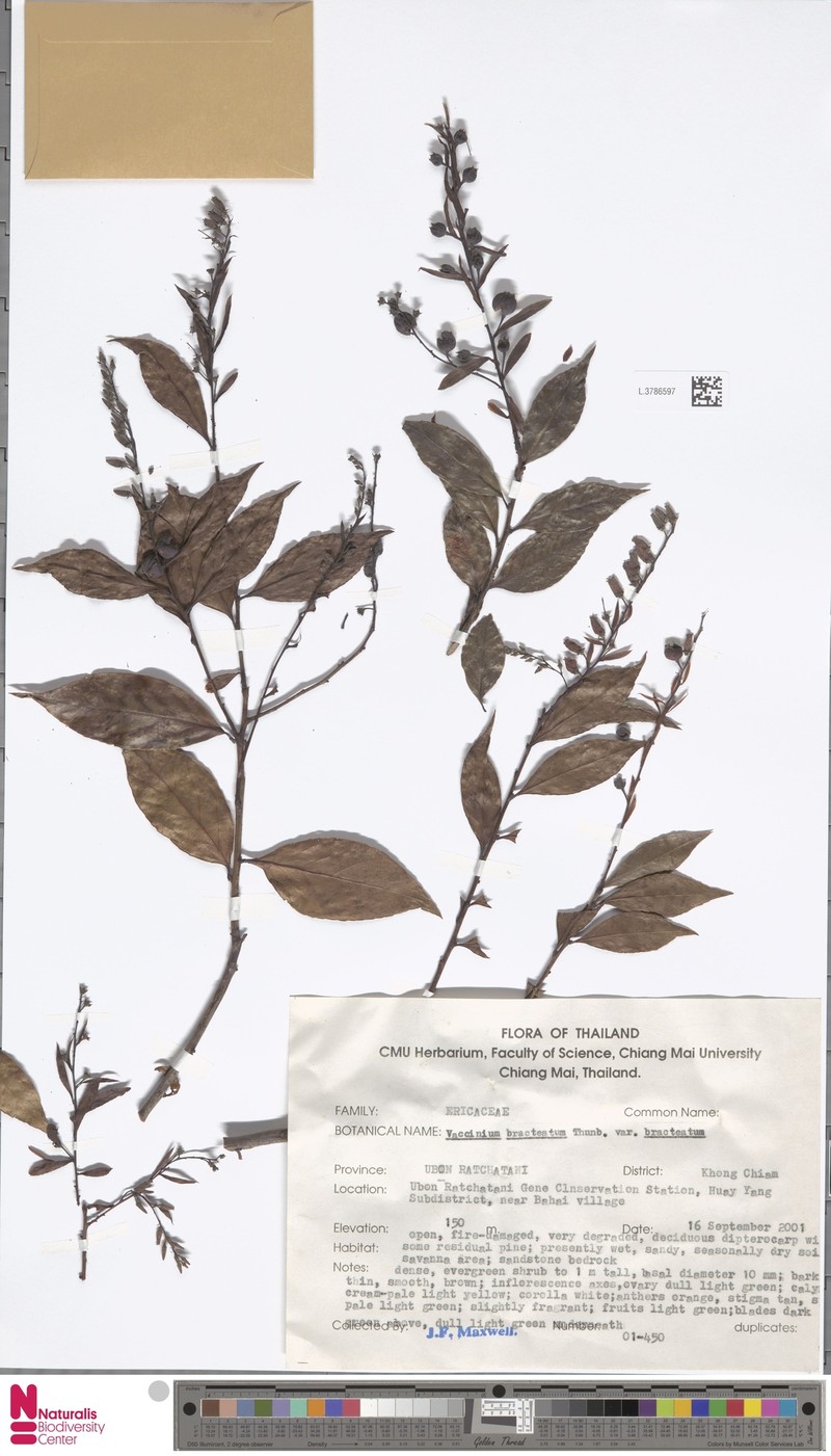 Vaccinium bracteatum var. bracteatum photo 2