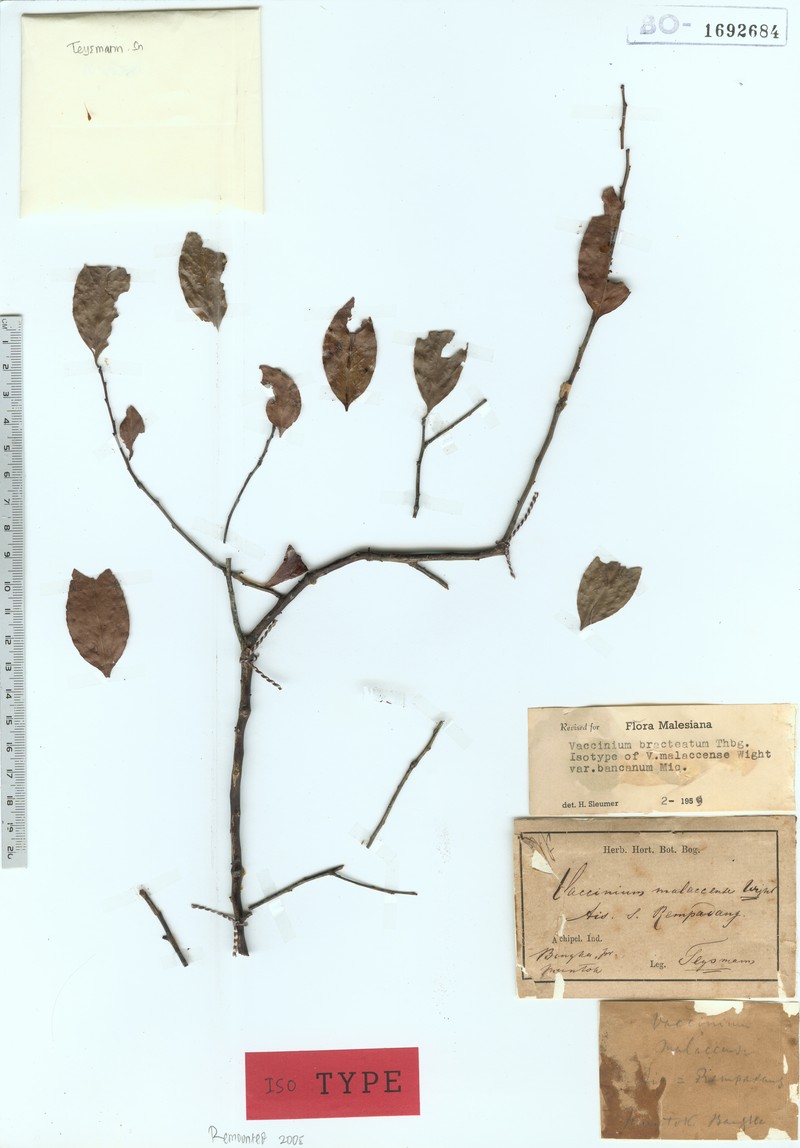 Vaccinium bracteatum var. bracteatum photo 3