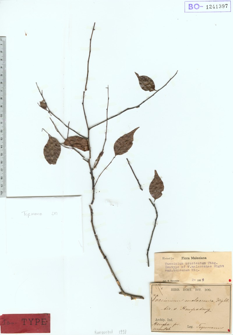 Vaccinium bracteatum var. bracteatum photo 4