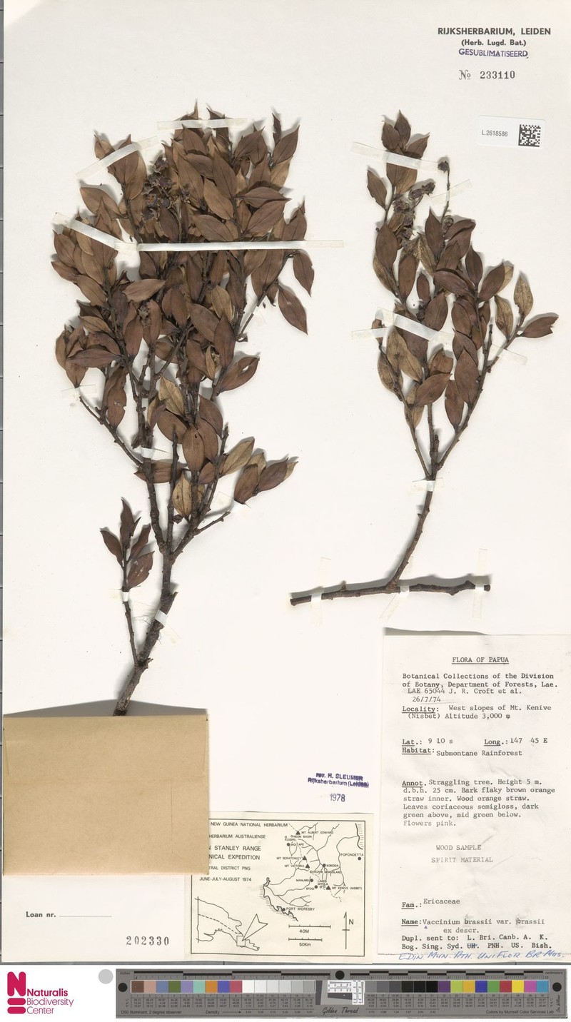 Vaccinium brassii