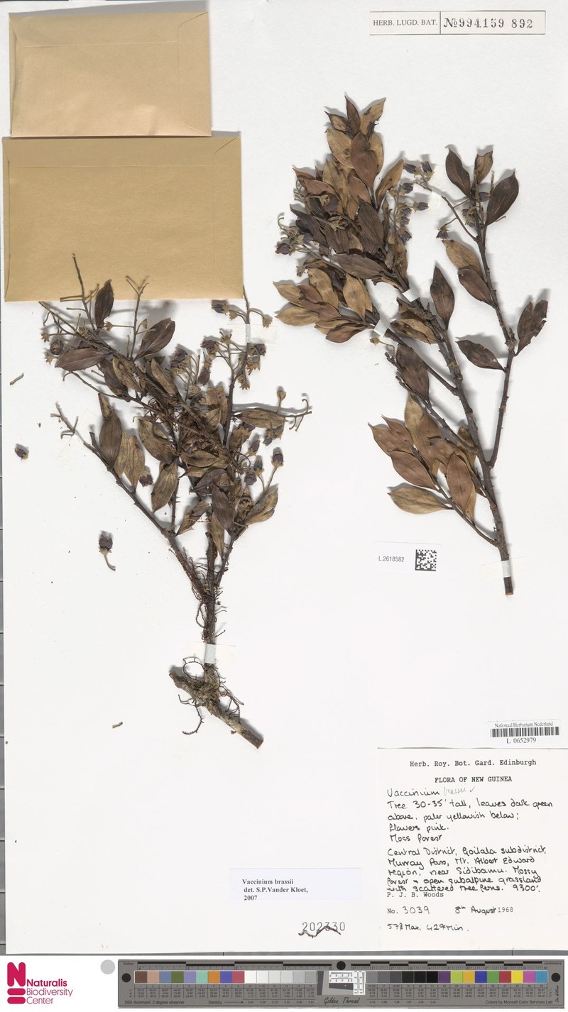Vaccinium brassii photo 2