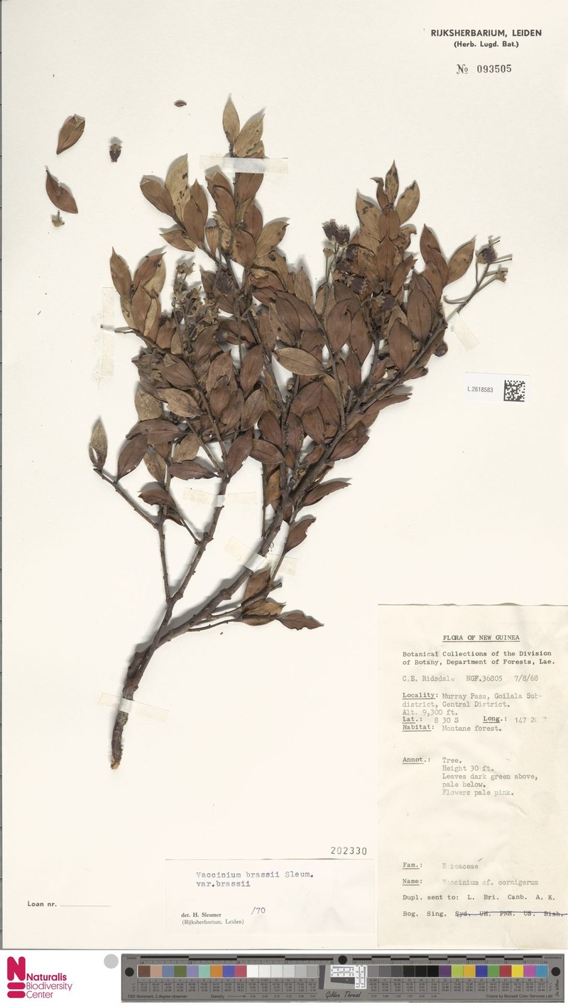 Vaccinium brassii photo 3