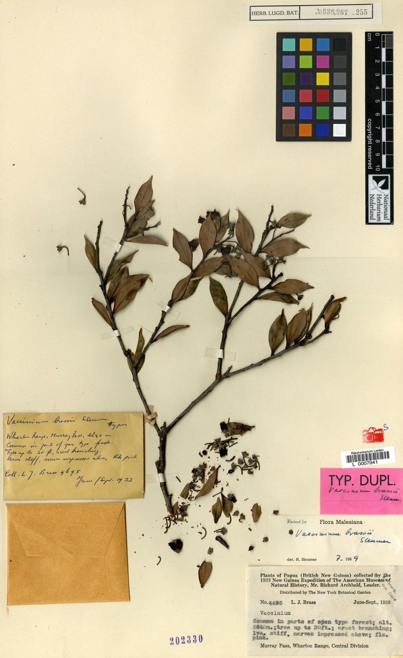 Vaccinium brassii photo 4