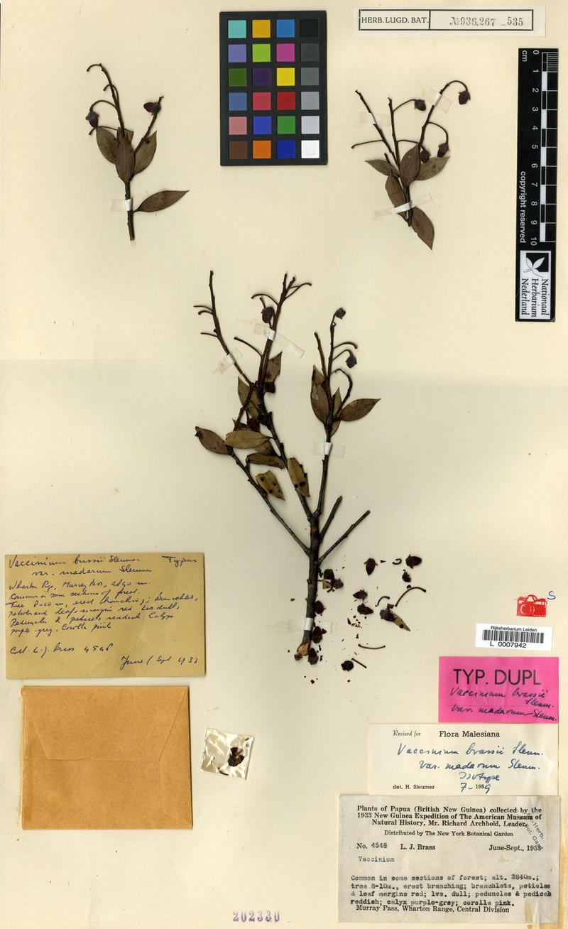 Vaccinium brassii photo 5