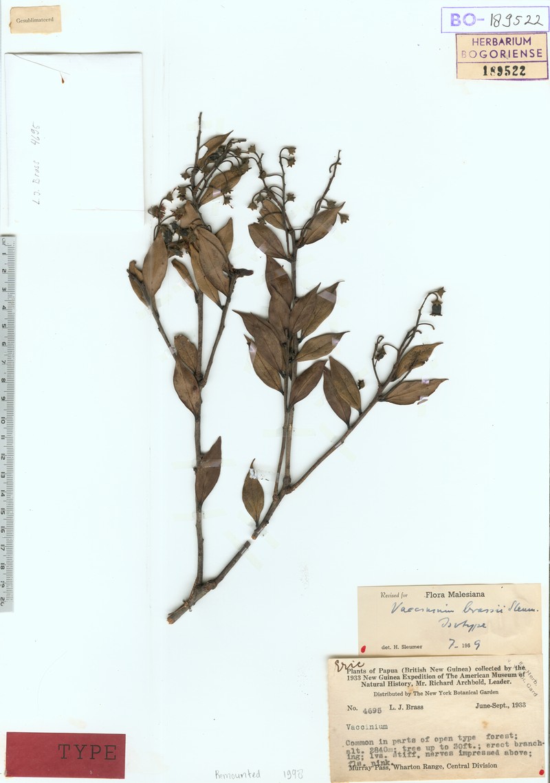 Vaccinium brassii photo 6