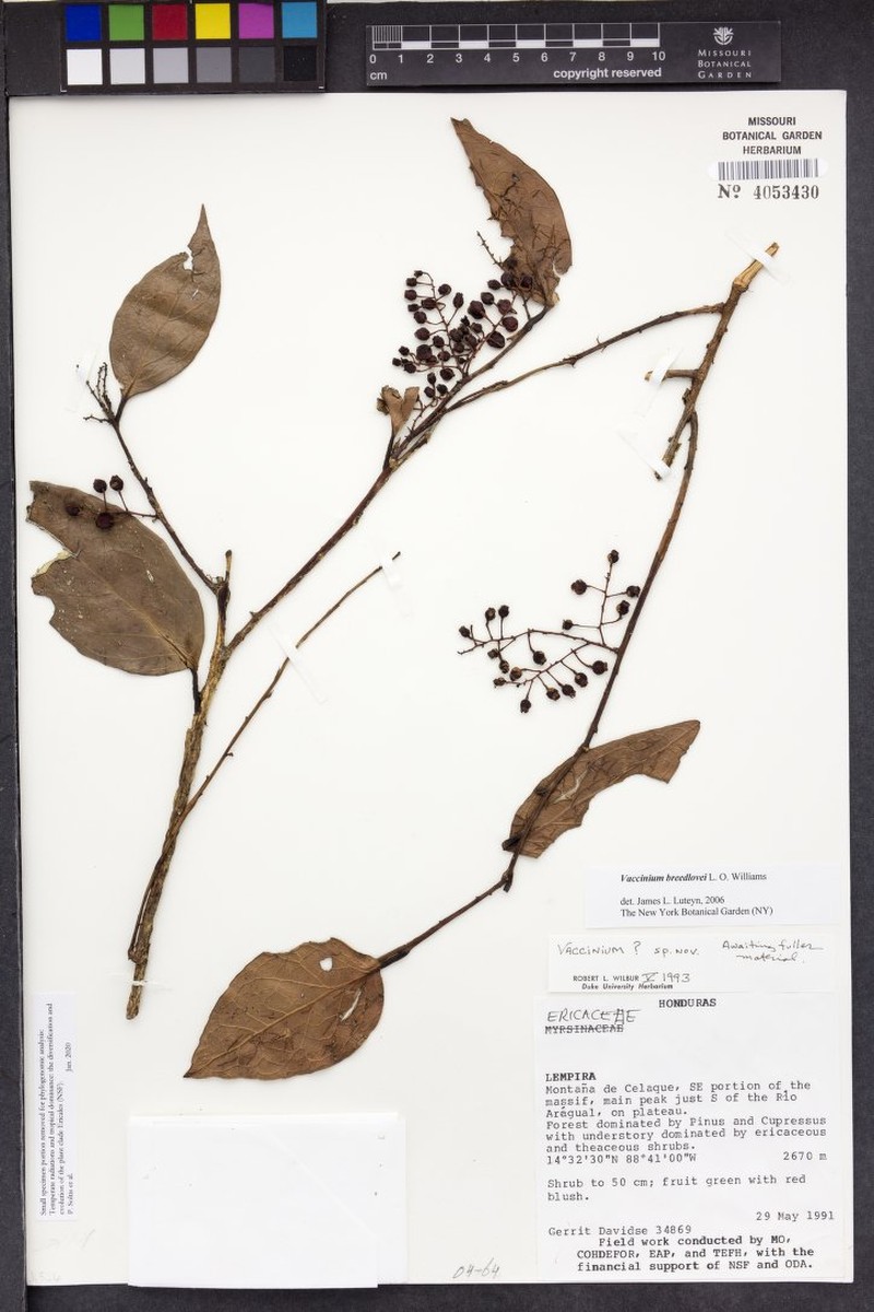 Vaccinium breedlovei