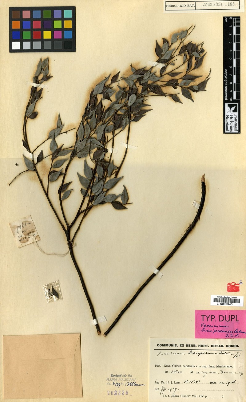 Vaccinium brevipedunculatum