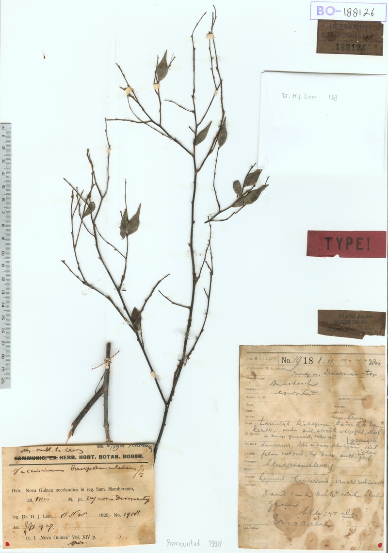 Vaccinium brevipedunculatum photo 2