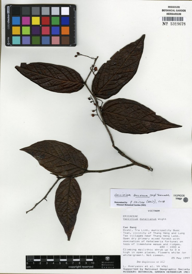 Vaccinium bullatum