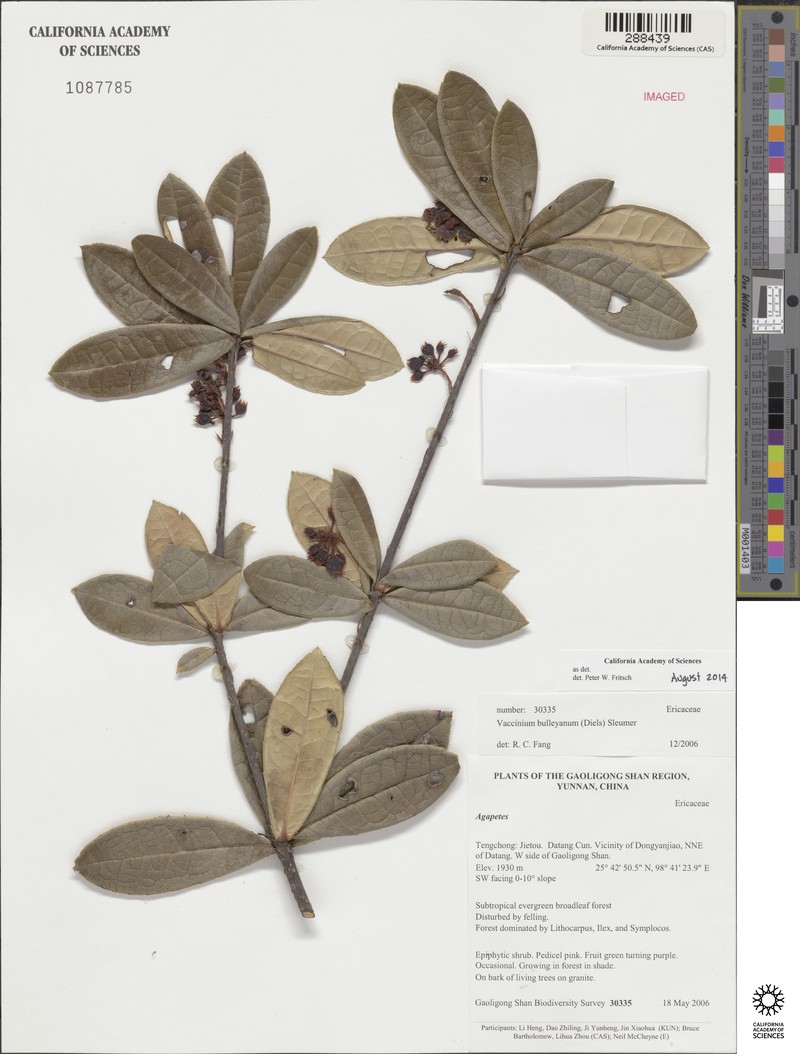 Vaccinium bulleyanum photo 2