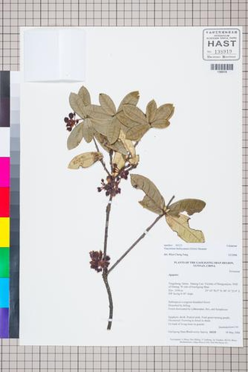 Vaccinium bulleyanum photo 3