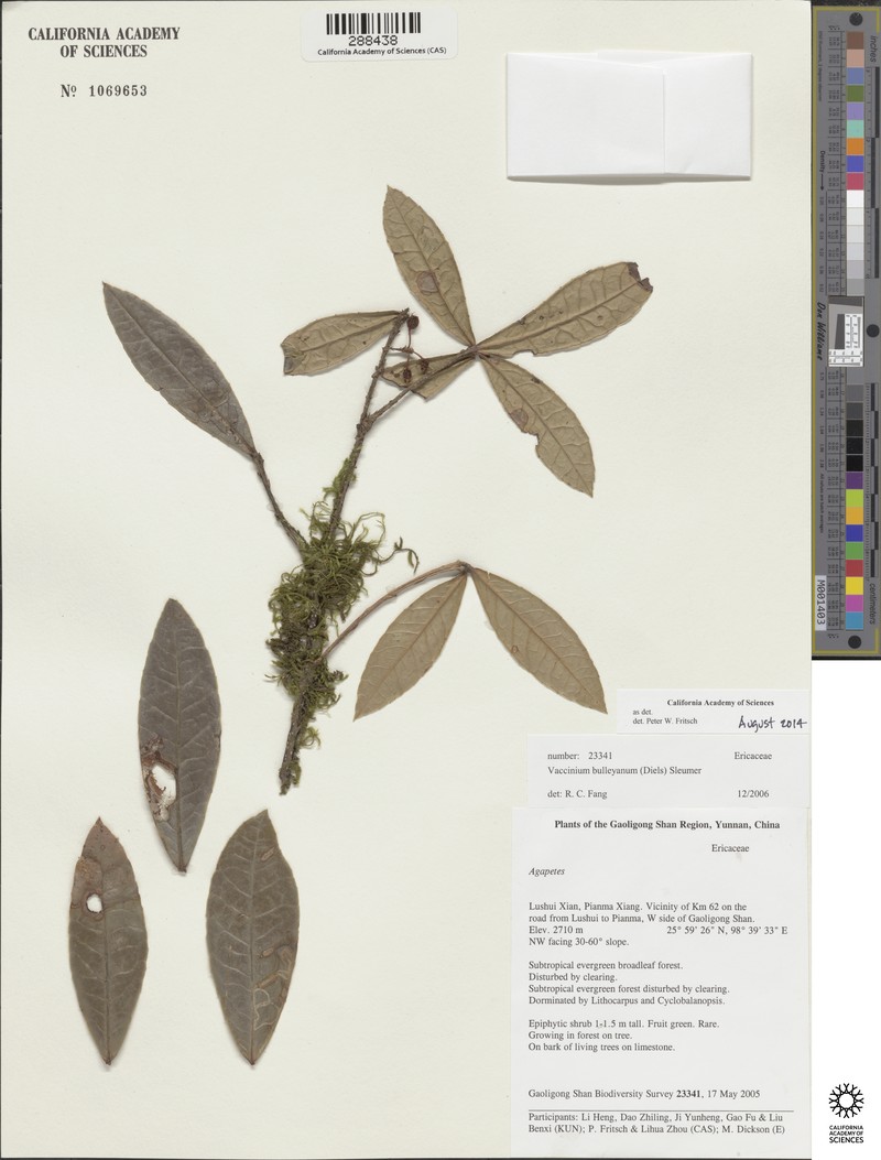 Vaccinium bulleyanum photo 4