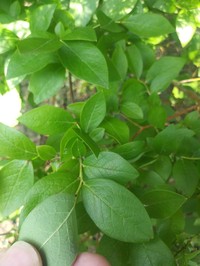 New Jersey Blueberry
