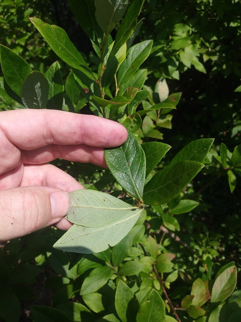 New Jersey Blueberry photo 2