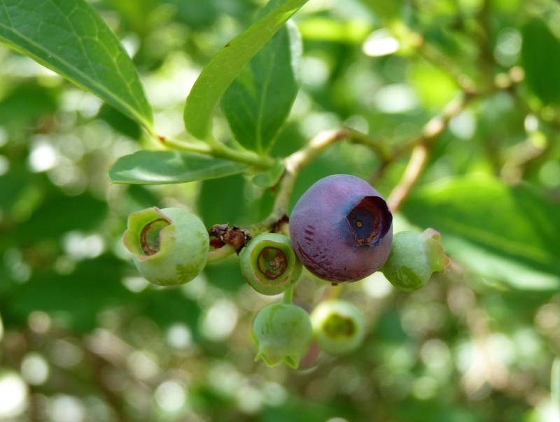 New Jersey Blueberry photo 3