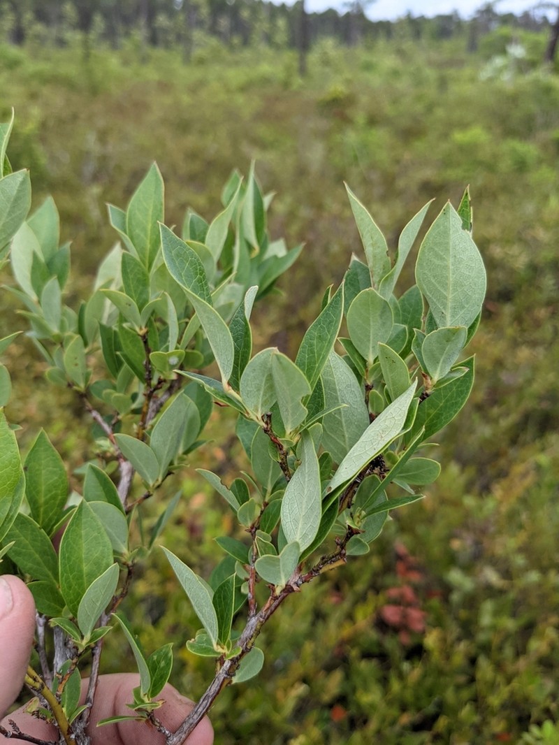 New Jersey Blueberry photo 4