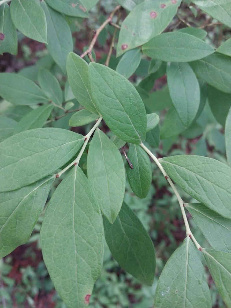 New Jersey Blueberry photo 5