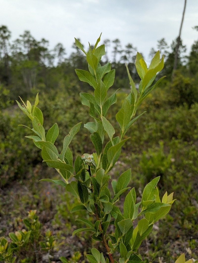 New Jersey Blueberry photo 6